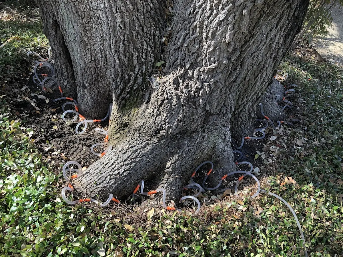 Detailed Tree Cabling and Bracing job site in Adolphus