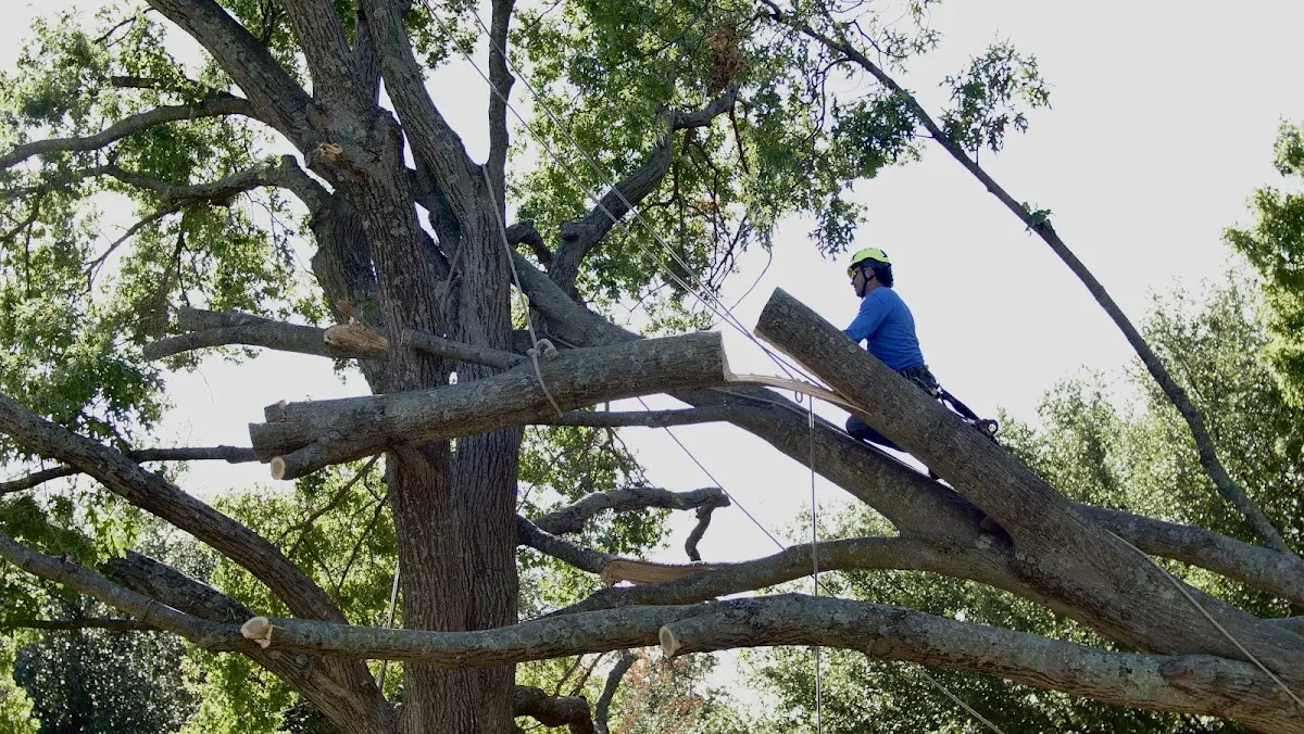 Professional Hazardous Tree Removal performed by certified arborists in Adolphus